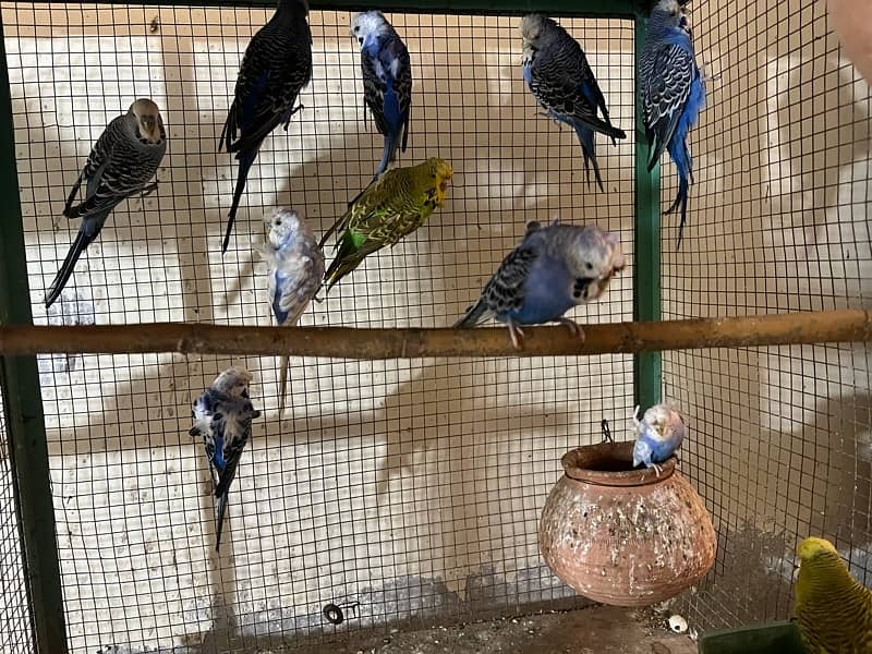 Exhibition, Under Exhibition , Hogoromo budgies 5