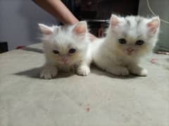 persian cats  age 41 days double coated