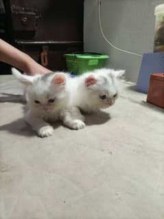 persian cats pair age 41 days double coated