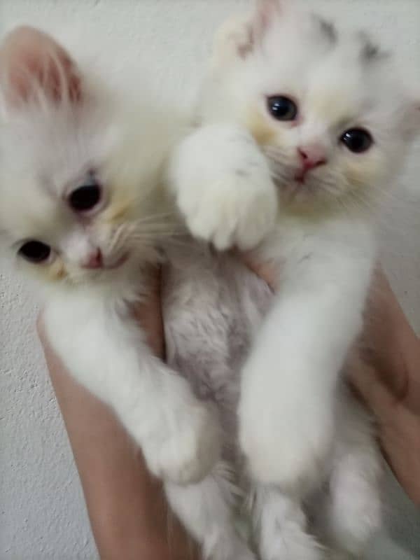 persian cats  age 41 days double coated 3