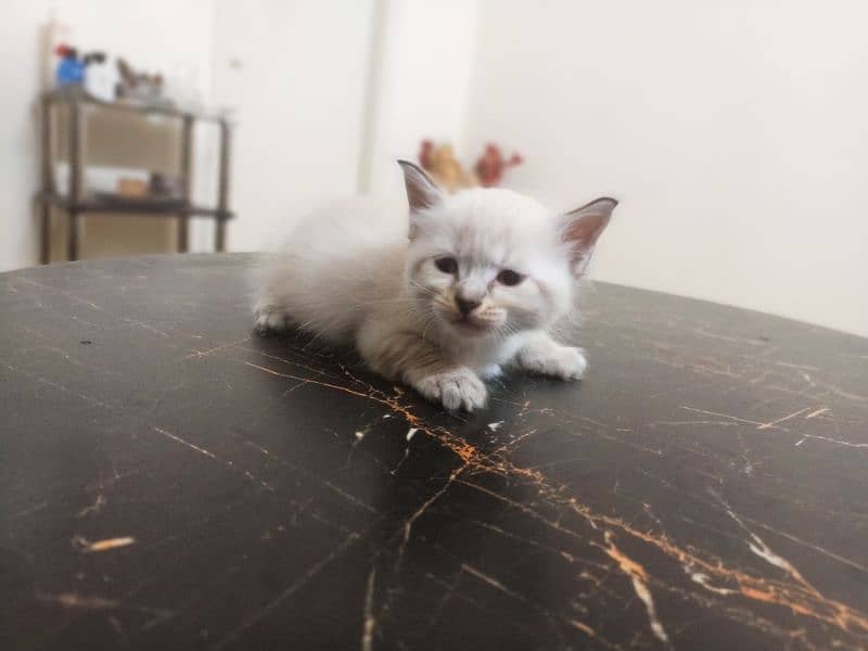 Persian Kitten Triple Coated Healthy & Active 0