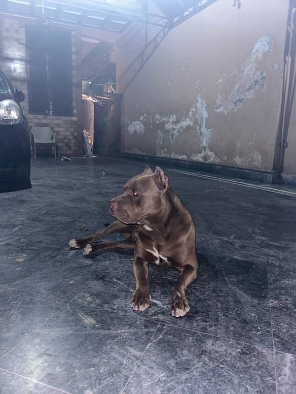 American pitbull available for breeding . not for sale. 1