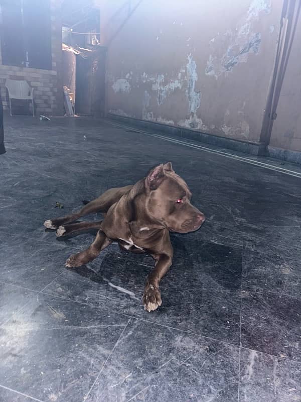 American pitbull available for breeding . not for sale. 3