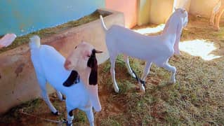 pure gulabi bakri / gulabi goats / goats / bakriyan