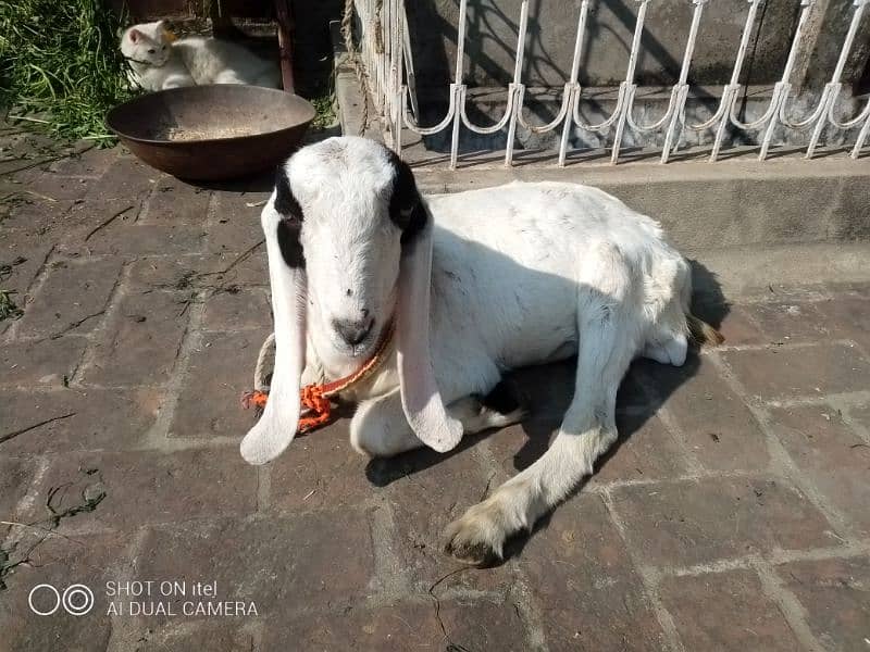 Desi Bakra 1