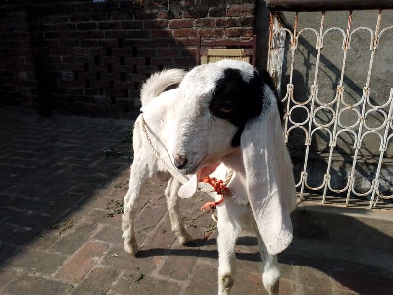 Desi Bakra 2