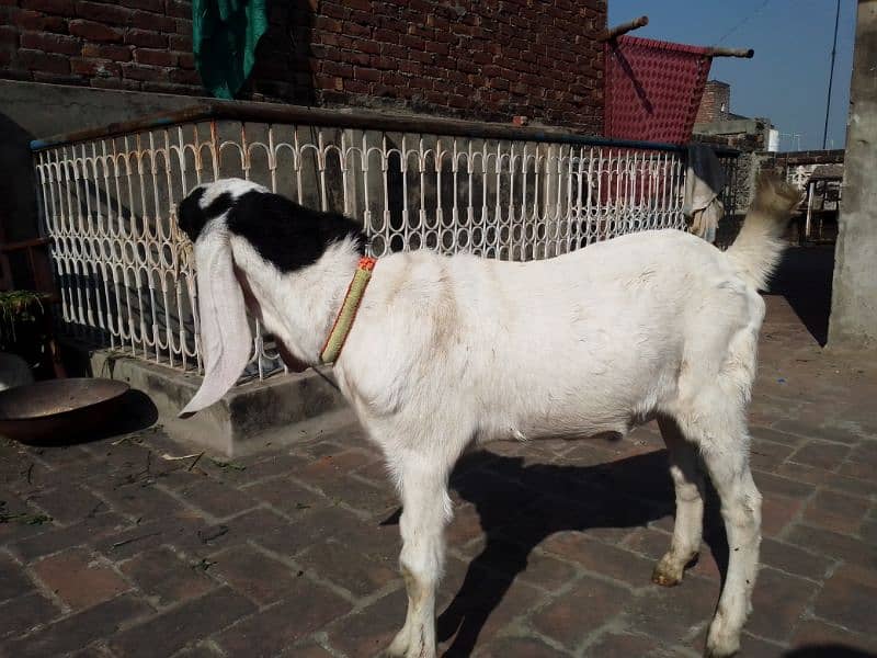 Desi Bakra 3