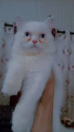 Persian female punch face Blue eyes