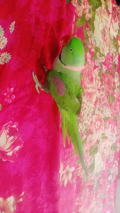 green parrot