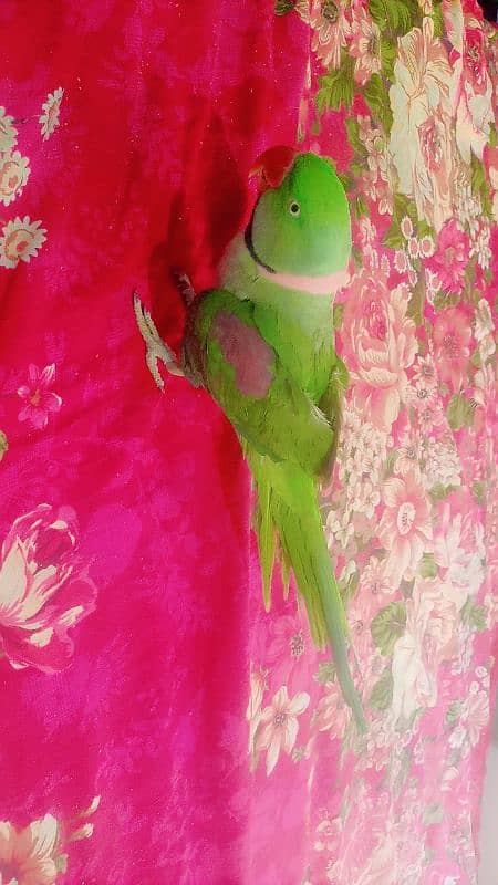 green parrot 0