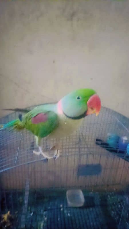 green parrot 3