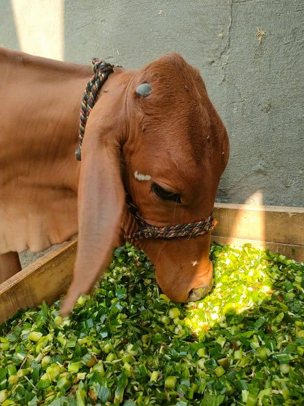 Pure sahiwali Cow / shahiwali wachii / dondi wachi / cow / 3