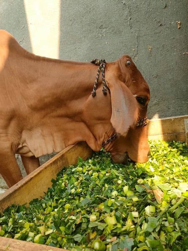 Pure sahiwali Cow / shahiwali wachii / dondi wachi / cow / 4