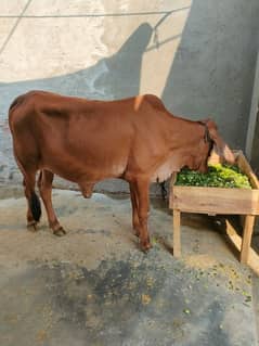 Pure sahiwali Cow / shahiwali wachii / dondi wachi / cow /