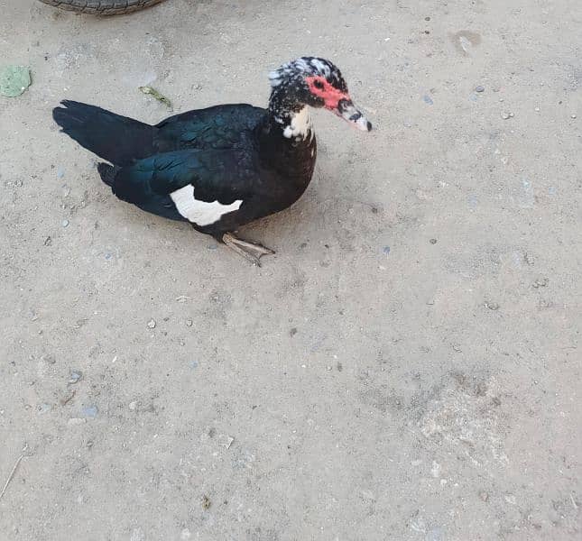 black duck female for sell 0