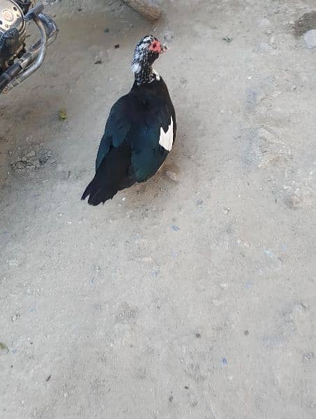 black duck female for sell 1