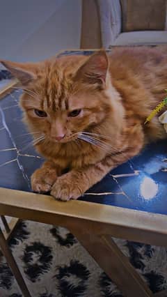 Persian Male Ginger cate for Sale urgent