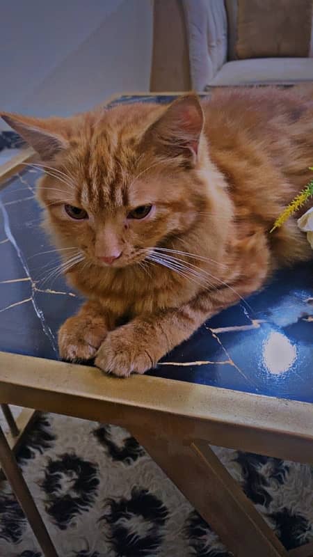 Persian Male Ginger cate for Sale urgent 0