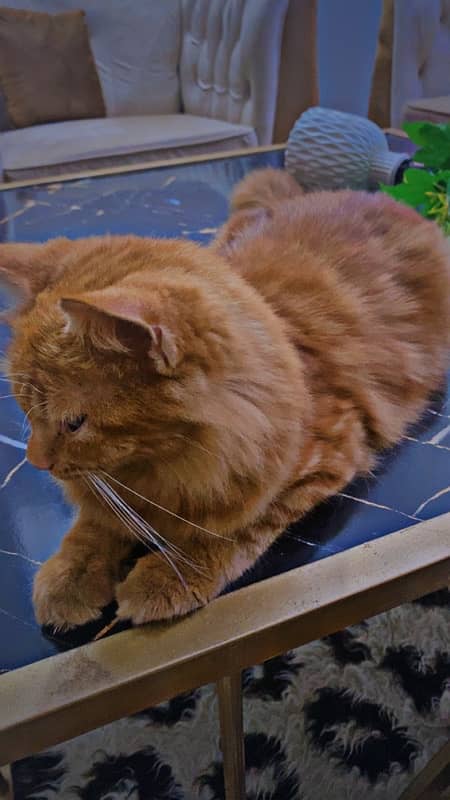 Persian Male Ginger cate for Sale urgent 1