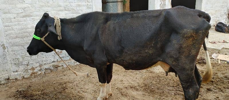 Cow for sale with calf (female) 0