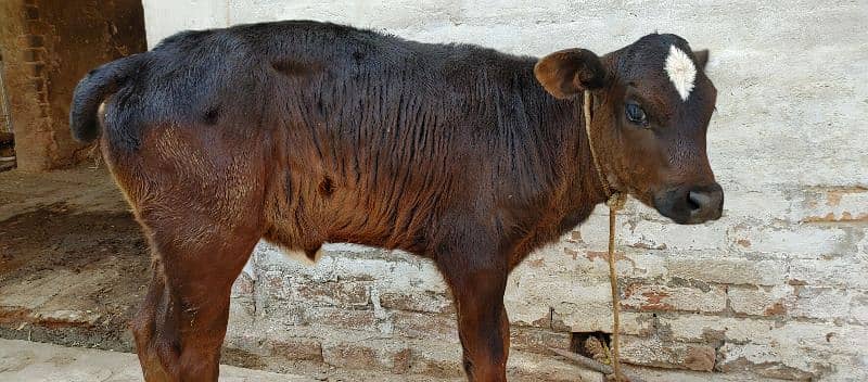 Cow for sale with calf (female) 2