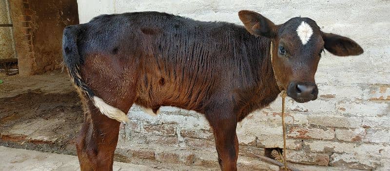 Cow for sale with calf (female) 3