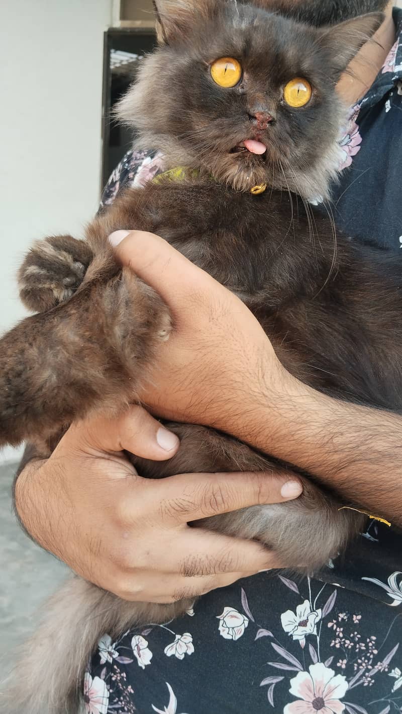 Persian cat 0