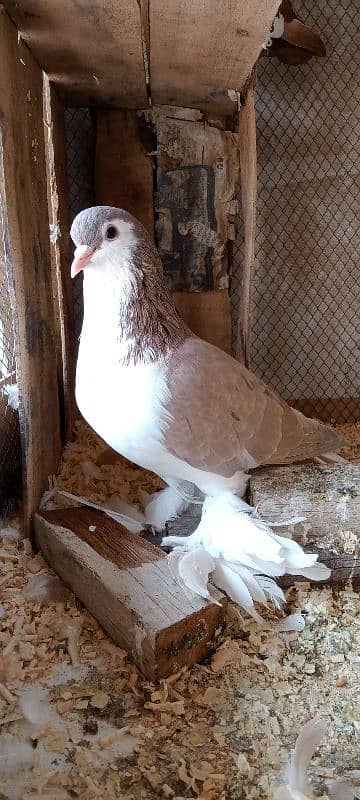 Sherazi breeder pair 2