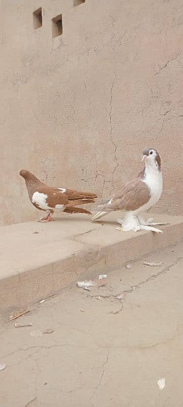 Sherazi breeder pair 3