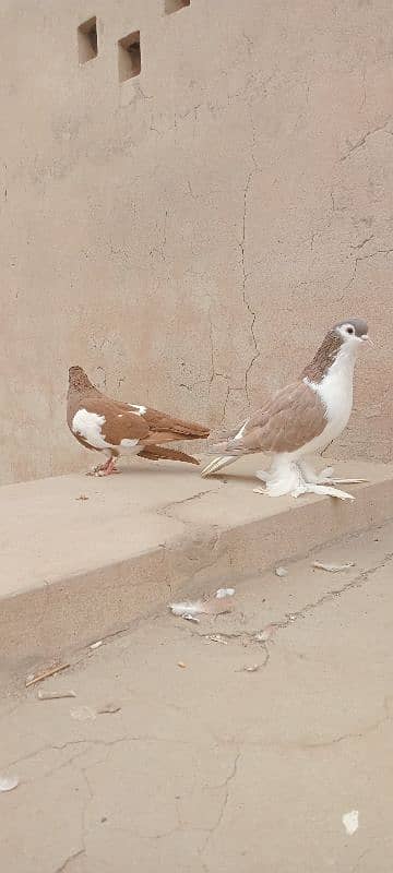 Sherazi breeder pair 4