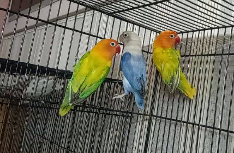 Love Birds Blue Opaline, Parblue, Albino Red Eyes 03317862112 0