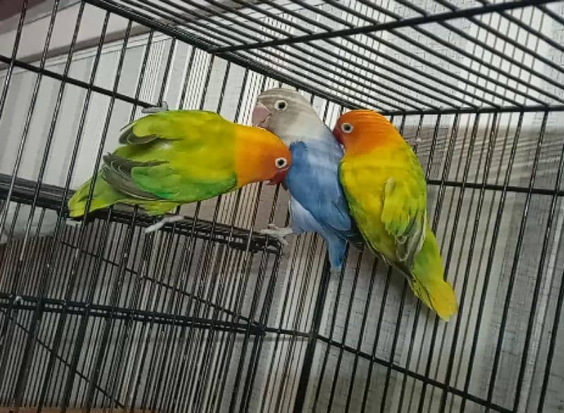 Love Birds Blue Opaline, Parblue, Albino Red Eyes 03317862112 1