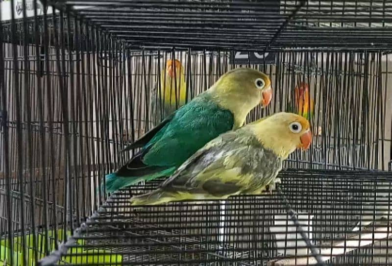 Love Birds Blue Opaline, Parblue, Albino Red Eyes 03317862112 4