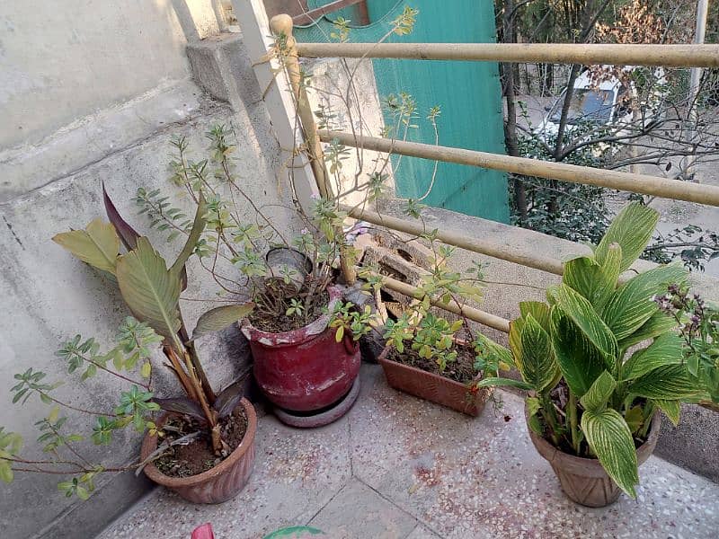 plants for sale 1