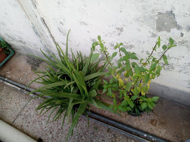 plants for sale 2