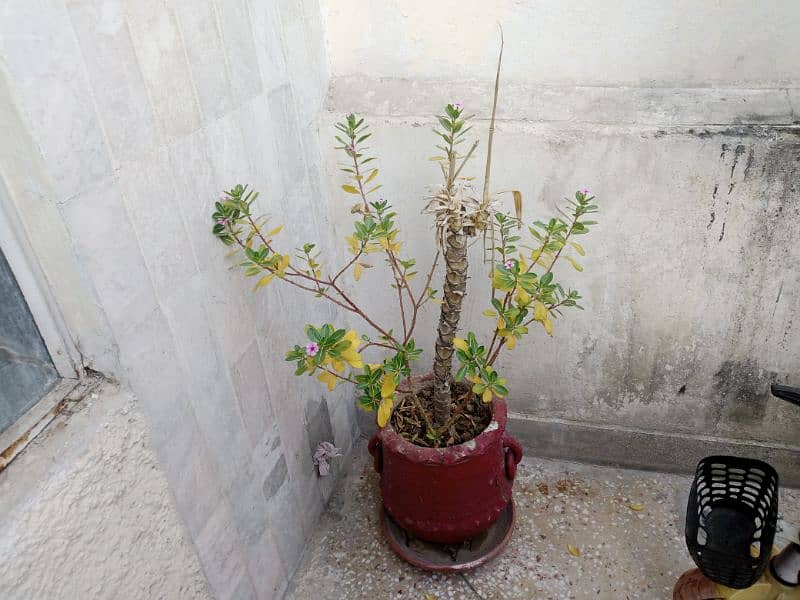 plants for sale 4