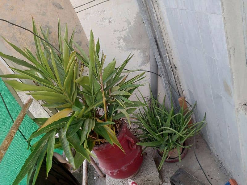 plants for sale 5