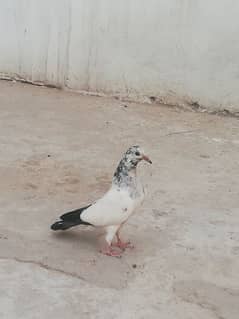 baby pigeon