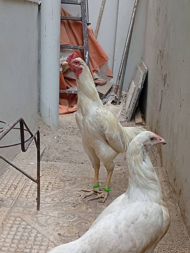 Good Breeder Cock (Aseel White/Boski) 0