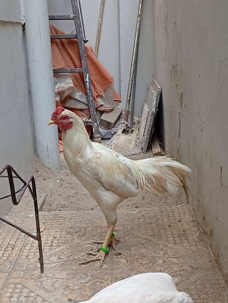 Good Breeder Cock (Aseel White/Boski) 2