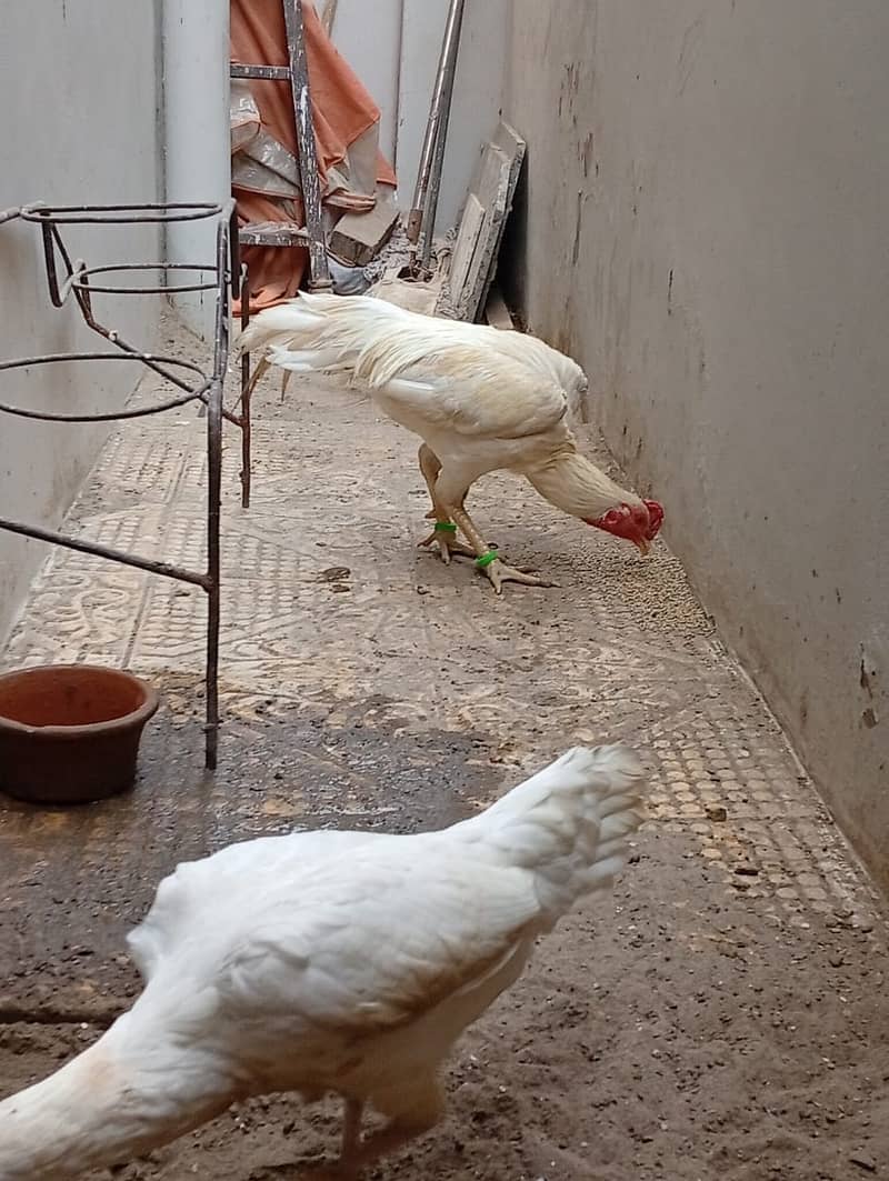 Good Breeder Cock (Aseel White/Boski) 5