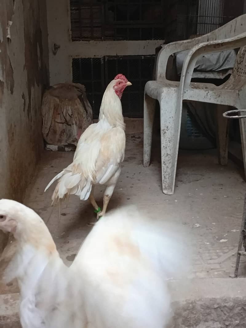 Good Breeder Cock (Aseel White/Boski) 7