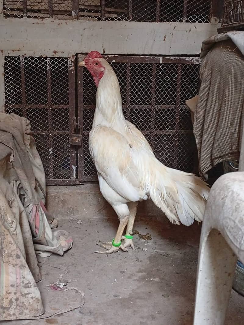 Good Breeder Cock (Aseel White/Boski) 8