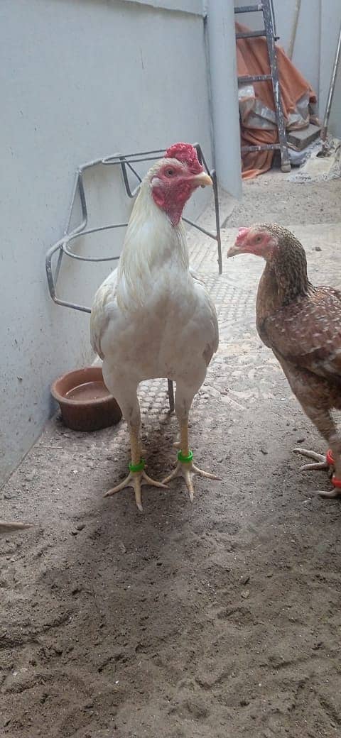 Good Breeder Cock (Aseel White/Boski) 10