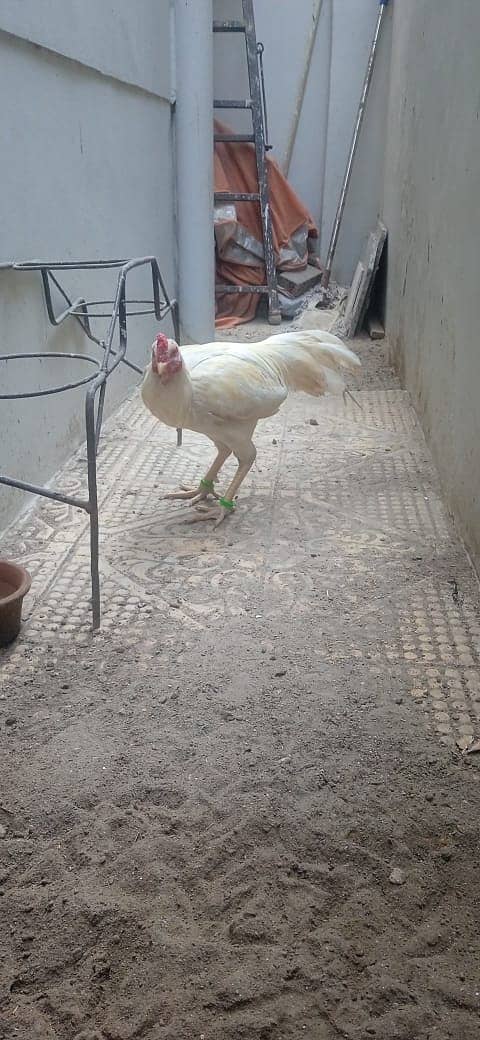 Good Breeder Cock (Aseel White/Boski) 11