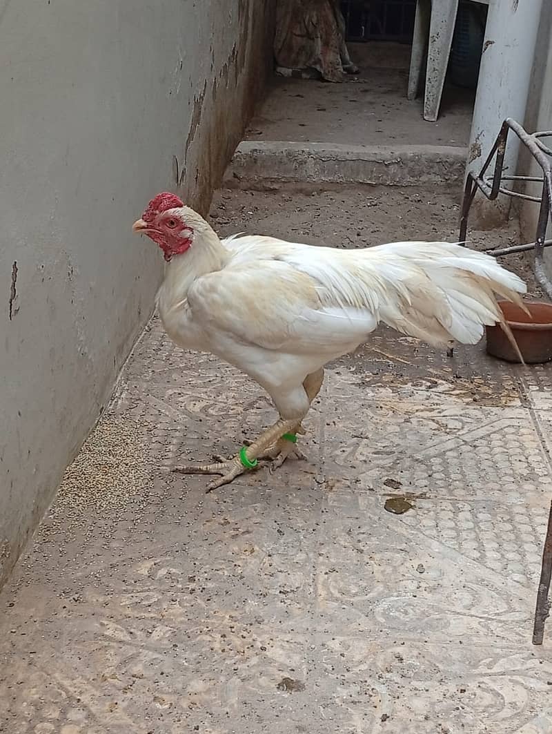 Good Breeder Cock (Aseel White/Boski) 12