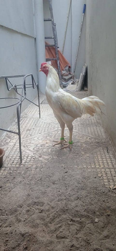 Good Breeder Cock (Aseel White/Boski) 13