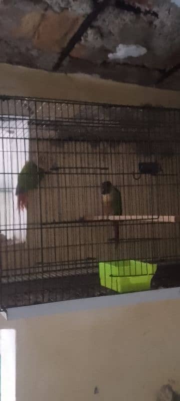 Green cheek conure parrot 0