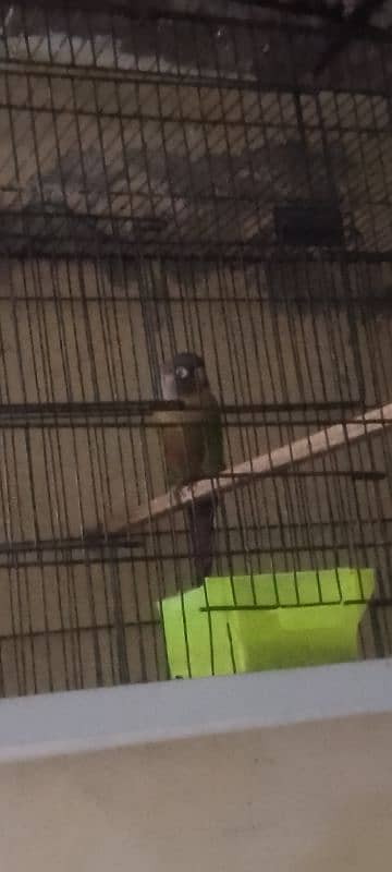 Green cheek conure parrot 1