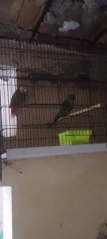 Green cheek conure parrot 2